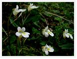 Pinguicula alpina * Alpine Butterwort - Russetind - July 2007 * 3680 x 2760 * (2.78MB)